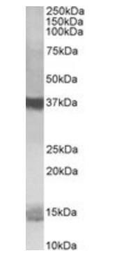 Goat anti-Prefoldin Antibody