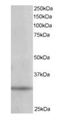 Goat anti-PITPN / PITP alpha Antibody