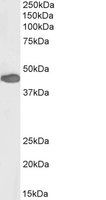 PAX3 antibody (Biotin)