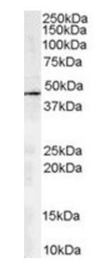 Goat anti-ARP1 homolog A Antibody