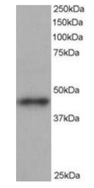 Goat anti-ARP1 homolog B Antibody