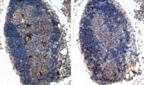 Goat anti-FOXP3 / Scurfin (Mouse) Antibody
