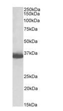 GAPDH antibody (Biotin)