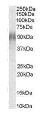 Goat anti-CD2BP2 (N Terminus) Antibody