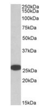 RANBP1 antibody