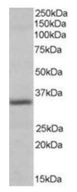 Goat anti-Pirin Antibody