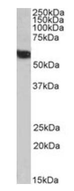 Goat anti-58K Golgi protein(N-Term)/FTCD, Biotinylated Antibody