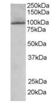 Goat anti-JIK / TAOK3 Antibody