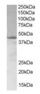SAMSN1 antibody