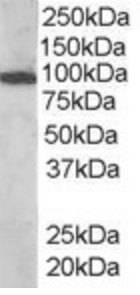 VAV3 antibody