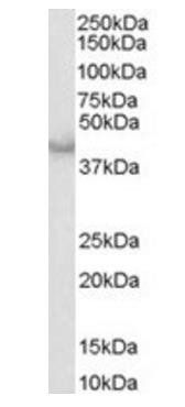 CASP4 antibody