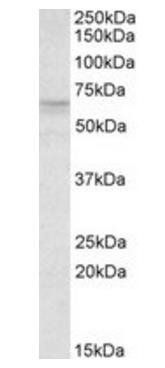 RXRG antibody