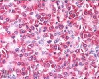 Goat anti-Ymer / CCDC50 Antibody