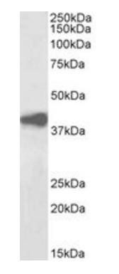 Goat anti-pan ADH, Biotinylated Antibody