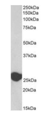 Goat anti-Triosephosphate isomerase, Biotinylated Antibody