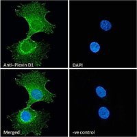Goat anti-Plexin D1 Antibody
