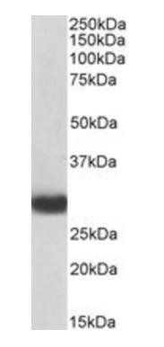 Goat anti-MYD88, Biotinylated Antibody