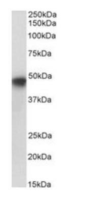 Goat anti-PAI1 / SERPINE1, Biotinylated Antibody