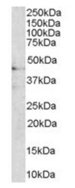 Goat anti-Melanocortin 3 Receptor Antibody