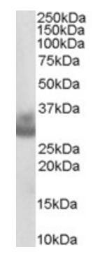 Goat anti-Cathepsin F Antibody