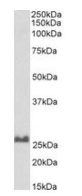 SNAP25 antibody (Biotin)