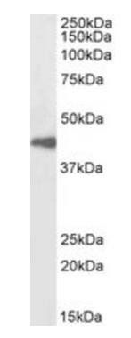 Goat anti-Arrestin beta 2, Biotinylated Antibody