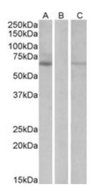 Goat anti-Makorin Antibody