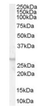 Goat anti-GPR40 Antibody