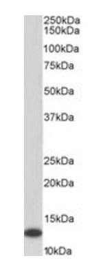 Goat anti-MIF, Biotinylated Antibody