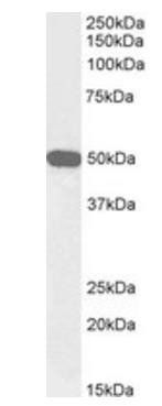 Goat anti-Neuropeptide Y receptor Y5, Biotinylated Antibody