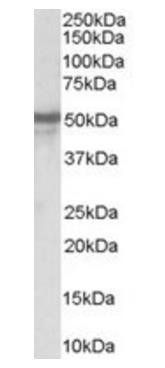 Goat anti-Neuropeptide Y receptor Y5 Antibody
