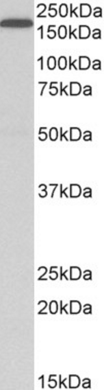 Goat anti-LRP5 Antibody