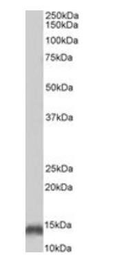 PVALB antibody (Biotin)