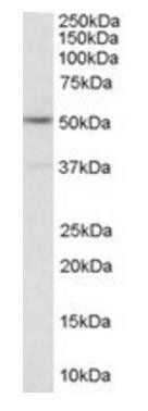 HTR2C antibody