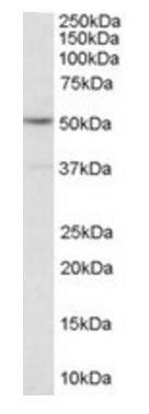 Goat anti-Serotonin receptor 2C / HTR2C Antibody