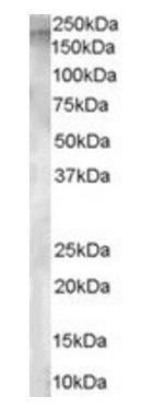 Goat anti-Aminopeptidase A Antibody