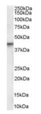 Goat anti-VDR Antibody