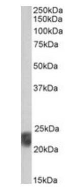 Goat anti-Caveolin 1, Biotinylated Antibody