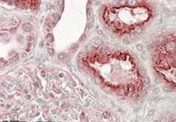 Goat anti-VPS11 Antibody