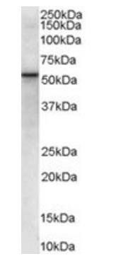 Goat anti-VPS45 (Internal) Antibody