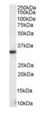 Goat anti-NKG2D / KLRK1 Antibody
