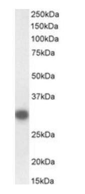 Goat anti-CTDSP1, Biotinylated Antibody