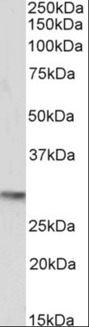 Goat anti-OCT4 / POU5F1 Antibody
