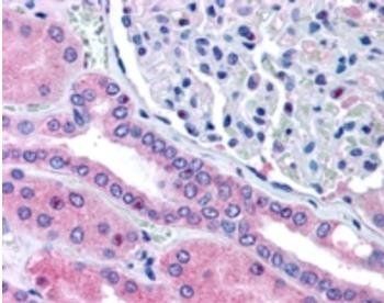 Goat anti-Rhophilin 2 (Internal) Antibody