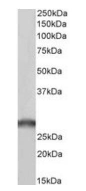 Goat anti-SDHB, Biotinylated Antibody