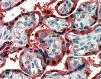 Goat anti-Ghrelin preproprotein Antibody