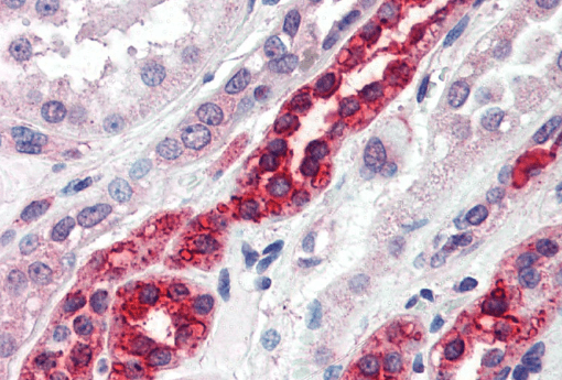 Goat anti-GGA3 Antibody