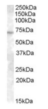 Goat anti-ABCE1/ RNAse L inhibitor Antibody