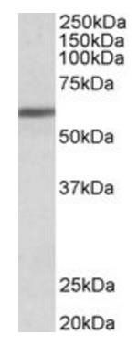 Goat anti-ZNF703 Antibody