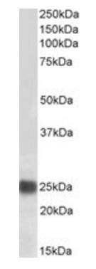Goat anti-CBX5 / HP1-Alpha, biotinylated Antibody
